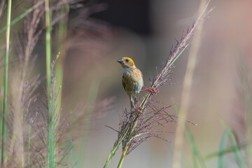 Baya weaver (Ploceus philippinus) at New Town, kolkata, West Bengal, India 