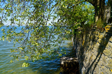 beautiful lush green trees hanging over the blue water of lake Constance in Lindau (Bodensee, Germany)