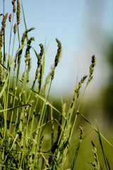 Long grass in the green fields, on sunny summer day