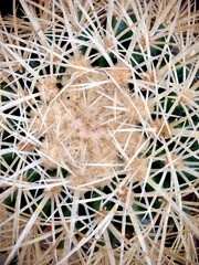 Stachelfeld vom Kaktus 