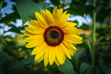 Sonnenblumen - Pflanzen