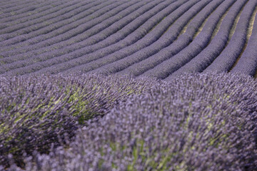 Plakat Lavender field cultivation