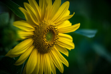 Sonnenblumen - Pflanzen