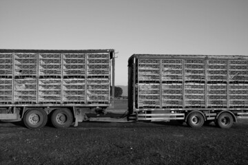 Schwerer Lastwagen mit Tandemanhänger für den Tiertransport und den Transport von Geflügel im...