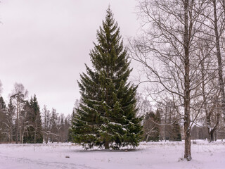  Winter landscape of the park of the city of Pavlovsk. St. Petersburg.