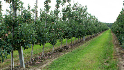 Fruit trees with a harvest of ripe red apples at the end of the summer season. Fresh green grass...