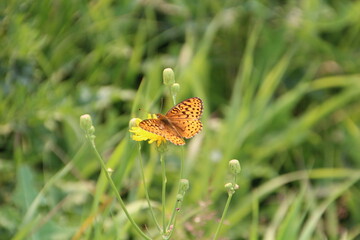 Butterfly On The Flower, Jasper National Park, Alberta