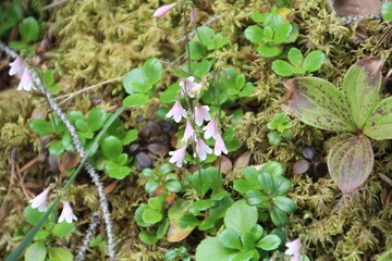 Little Wildflowers, Jasper National Park, Alberta