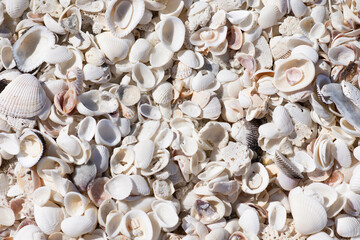 seashells on the beach