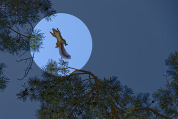 Eichhörnchen springt von Baum zu Baum