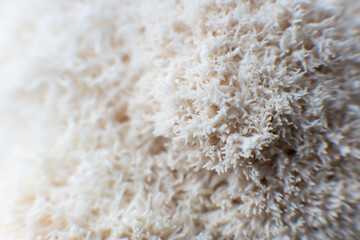 Hericium erinaceus mushroom monkey head mushroom, bearded tooth fungus, © TaylerDerden