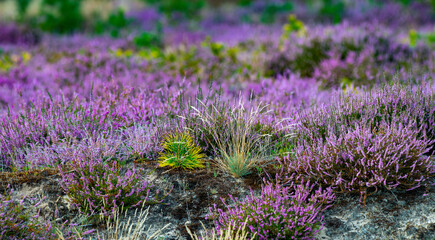 Heidekraut - Lüneburger Heide - Heide