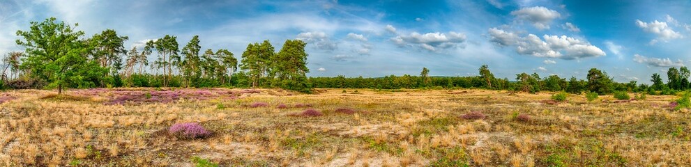 Fototapeta na wymiar Lüneburger Heide - Naturschutzgebiet Sande 
