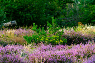 Heidekraut - Lüneburger Heide - Heide