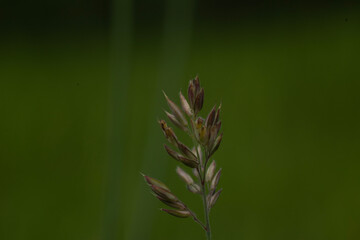 grass background