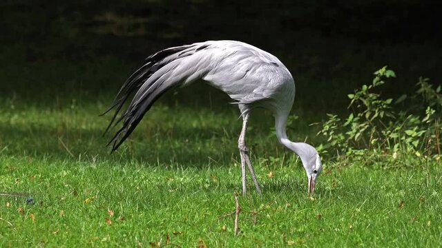 The Blue Crane, Grus paradisea, is an endangered bird specie endemic to Southern Africa. It is the national bird of South Africa