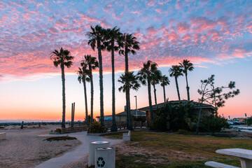 palm trees during sunset