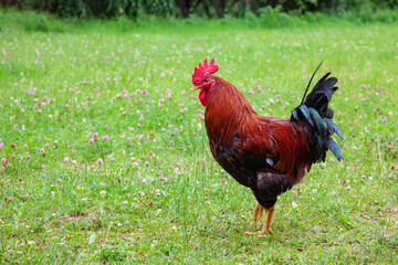 bright multi-colored rooster on a green field with clover. Cockerel Free Range in the grass