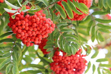 Rowan berries growing on a tree branches on sky background. Medicinal berries of mountain-ash