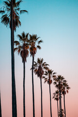 palm trees with a colorful sunset.