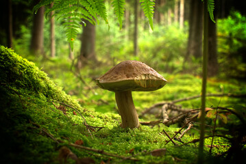Cep or Boletus Mushroom growing on lush green moss