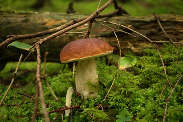 Cep or Boletus Mushroom growing on lush green moss