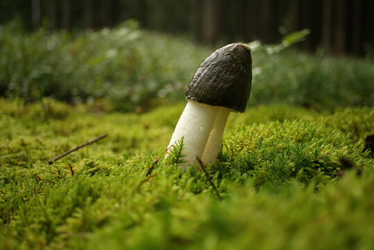 Phallus impudicus mushroom growing on lush green moss