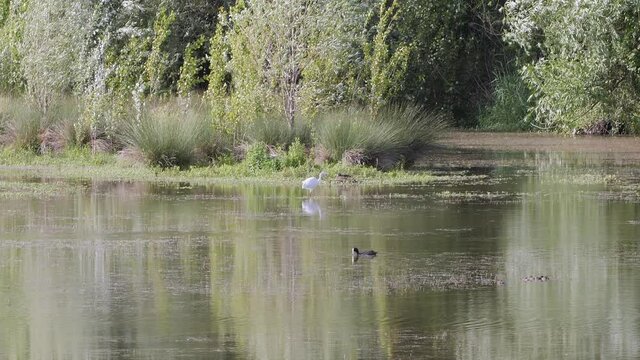 White Little Tufted Heron Looking for its Preys in a Pond - slow motion
