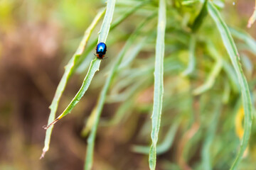 Close up photograph of a black and orange leaf beetle. Unfocused background.