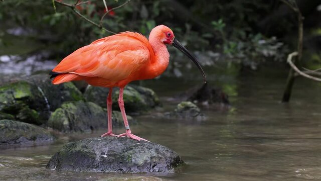 Scarlet ibis, Eudocimus ruber, bird of the Threskiornithidae family, admired by the reddish coloration of feathers, a consequence of crustaceans-based food