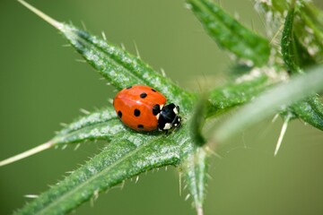 ladybird on a leaf