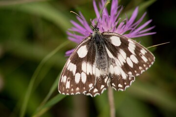 Butterfly sitting on a flower on a summer meadow.