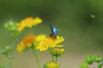 butterfly on flower