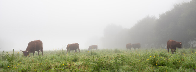 long horned cows on foggy morning in regional park between rouen and le havre in northern france