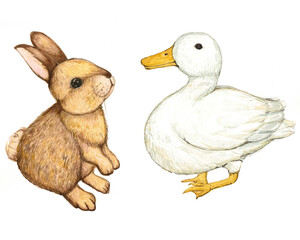 Watercolor painting Duck sleeping, facing and facing back