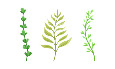 Green forest, garden, meadow plants, grasses and herbs set vector illustration