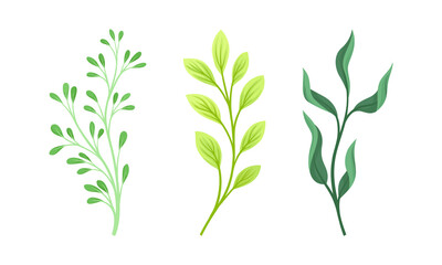 Green forest, meadow plants, grasses and herbs set vector illustration
