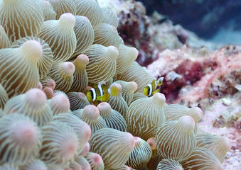 coral reef with coral