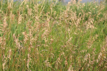 Grass Seed, Pylypow Wetlands, Edmonton, Alberta