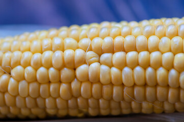Boiled sweetcorn, ready to be served and be eaten 