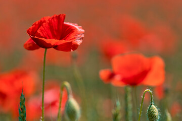 le coquelicot