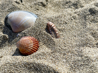 Shells in the sand on the beach.