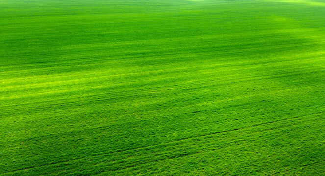 Green field with agricultural crops. View from the drone.