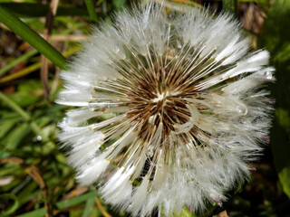 Head of Common dandelion with water drops close-up