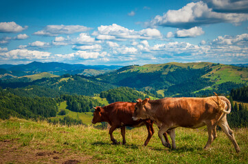 cows graze in the mountains on the slopes of the hills, a beautiful landscape from the height of the mountains. High quality photo