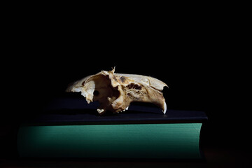 The bony skull of a rat lies against a dark background on a closed book with green pages as a close-up