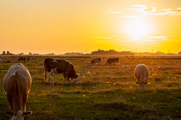 Kühe und eine Kuhherde im Sonnenuntergang mit einem leichtem Nebel am Horizont