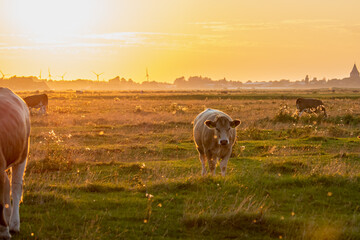 Kühe und eine Kuhherde im Sonnenuntergang mit einem leichtem Nebel am Horizont