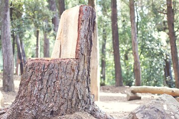 Shot of a chair made from a trunk tree in the middle of a forest. Concept of ecotourism and paradise