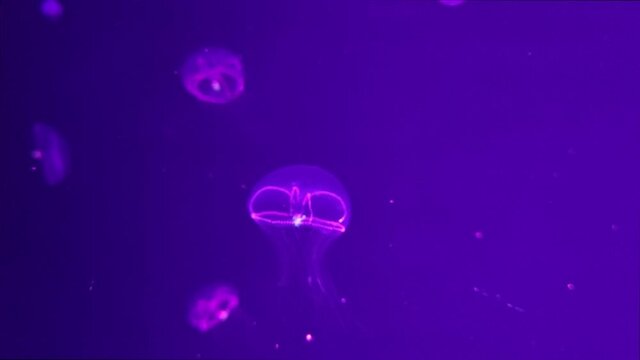 Beautiful blurred jellyfish 4K video footage, blur abstract background, marine video clip, sea nature beautiful creature